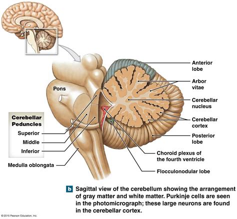 table showing the parts of the cerebellum and their functions, and ...