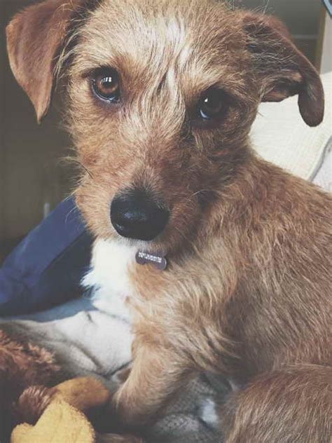 Dachshund Terrier Mix For Adoption: A Loving Companion Awaits 🐕 | PETSIDI