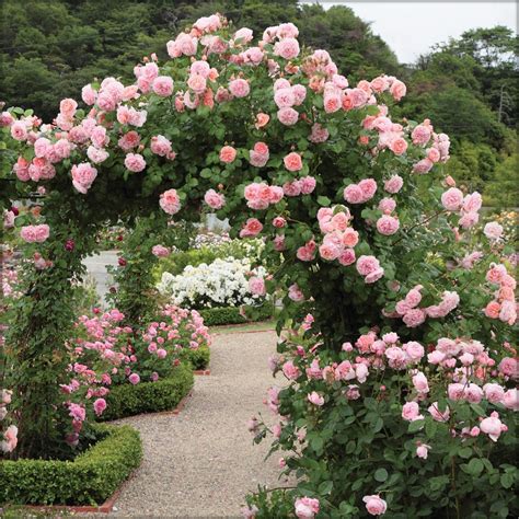 13 Best Climbing Roses for you Gardens