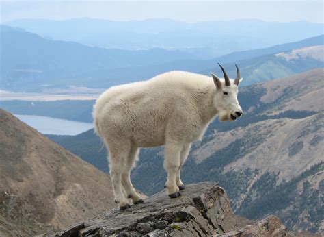 Yellowstone Wildlife Spotlight: Mountain Goat | Yellowstone Bear World