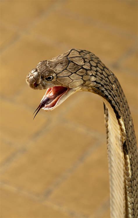 Get King Cobra Venom Snake Animal Images