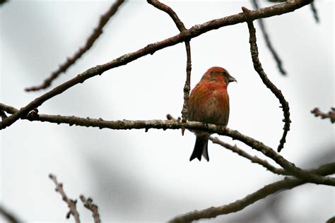 White-winged Crossbill | Though not visible in this shot, th… | Flickr