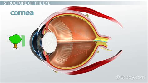 Cornea of the Eye | Definition, Function & Structure - Lesson | Study.com