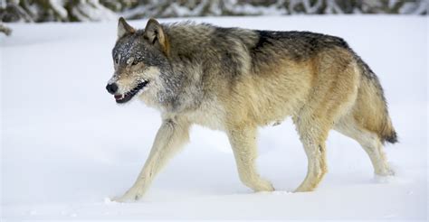 Yellowstone Wolf Photography Tour | Photo Expeditions