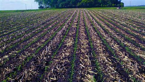 Study Shows Significant Yield Boost in No-Till & Strip-Till Corn | 2017 ...