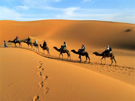 Desert Camel Wallpapers - Top Free Desert Camel Backgrounds ...