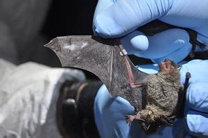 Gray Bat | Tennessee Wildlife Resources Agency