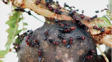 Ants work with acacia trees to prevent elephant damage - BBC News