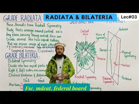 grade radiata and grade bilateria | subkingdom eumetazoa - YouTube