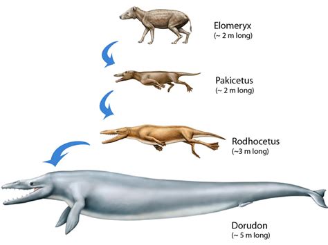 Animal Evolution | SCIENCE EDUs NOTE