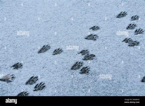 Raccoon footprint tracks in snow Stock Photo - Alamy