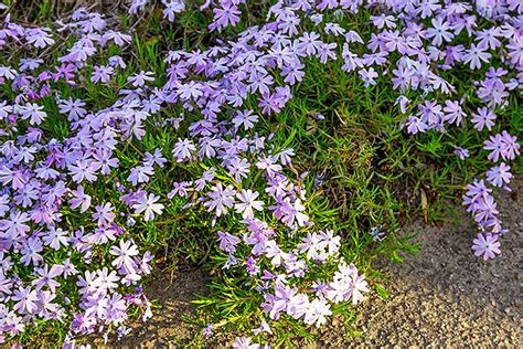 The 15 Best Flowering Ground Covers for Yard | Gardener’s Path