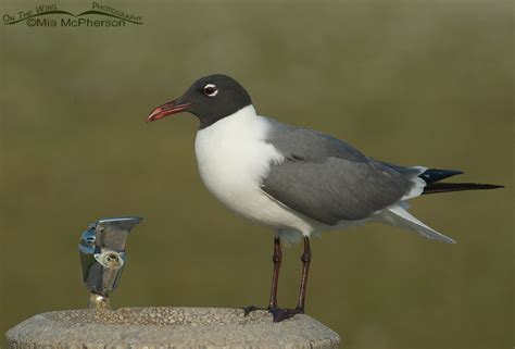 Laughing Gull in breeding plumage at a water fountain – On The Wing ...