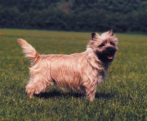 Cairn terrier | Small, Hardy, Tenacious | Britannica