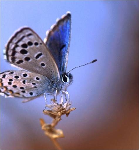 Sinai Baton Blue | Animals, Butterfly, Blue