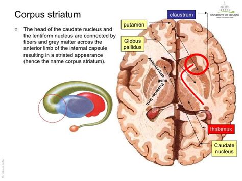 Medical anatomy, Nursing school tips, Medical art