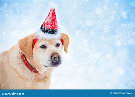 Portrait of a Dog Wearing Santa Hat Stock Photo - Image of holiday ...