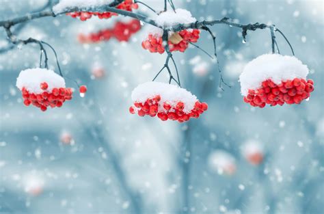 1440x2560 resolution | red berries, berries, snow, nature, depth of ...