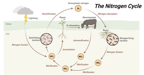 Nitrogen Cycle- Definition, Steps, Process, Significance