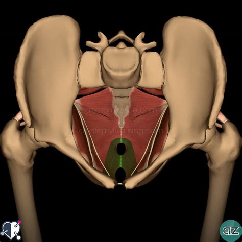 Pelvic Floor | AnatomyZone