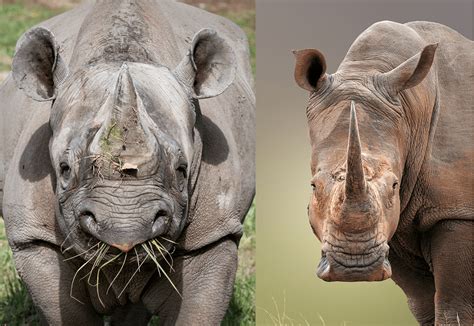 What's the Difference Between Black Rhinos and White Rhinos?