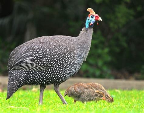 Raising Guinea Fowl: 11 Must Know Tips | Chickens And More