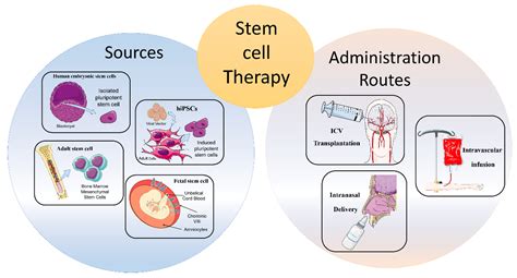 Cells | Free Full-Text | Stem Cells: Innovative Therapeutic Options for ...