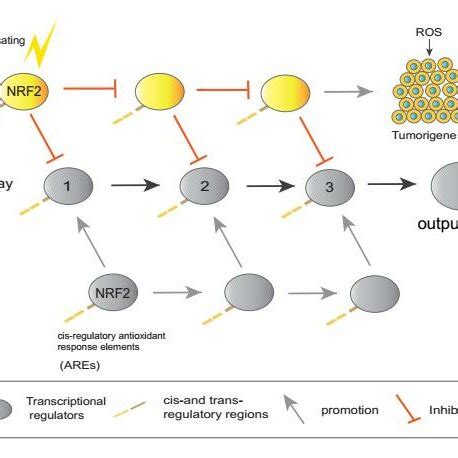 simplified diagram of gene-regulatory networks Figure 1. Cell function ...