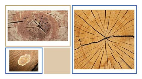 Different Types of Defects in Timber