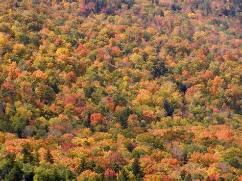 Fall - White Mountains 1 Free Photo Download | FreeImages