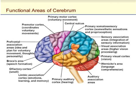 Functional Areas of the Cerebellum