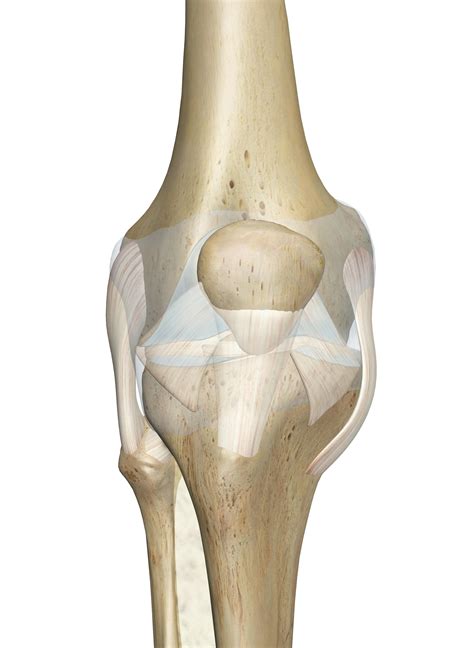 The Knee Joint: Anatomy and 3D Illustrations