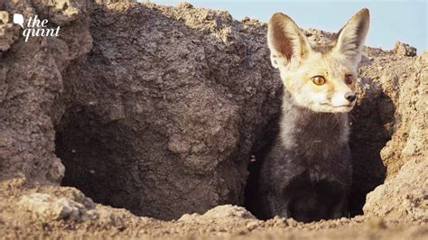 Fennec Fox Habitat