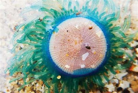 Blue Button Jellyfish Facts: They Can Sting You, from Pain to Allergy ...