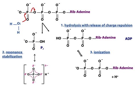 Hydrolysis Of Atp Mechanism