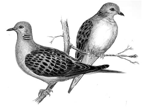 Two Turtle Doves | Bird Watcher's General Store