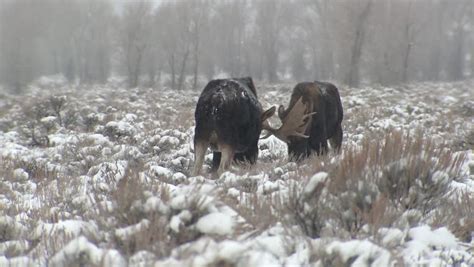 Two moose fighting image - Free stock photo - Public Domain photo - CC0 ...