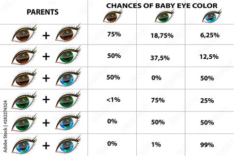 The genetics of eye color.Eye color chart paternity test Stock Vector ...