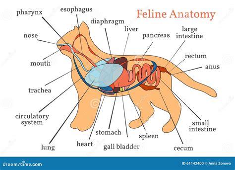 Feline Anatomy 01 Cat Anatomy Feline Anatomy Animal Drawings | Images ...