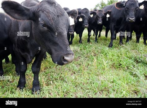 A herd of Free Range Black Angus on an organic farm in Upstate New York ...