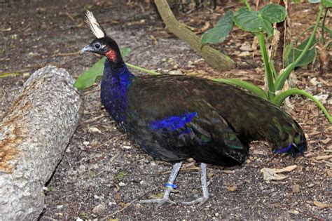 Peacock Facts (Pavo sp. and Afropavo sp.)