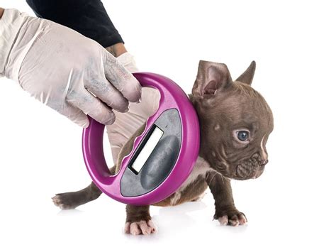 The Dog Microchip Guide: Why & How Microchipping Saves dogs?