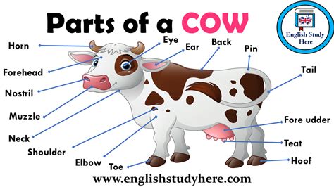 Parts of a COW Vocabulary - English Study Here