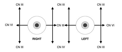 Trochlear Nerve Function Test