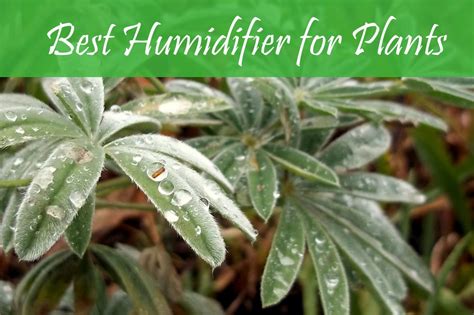 8 Best Humidifier for Plants Reviews 2020