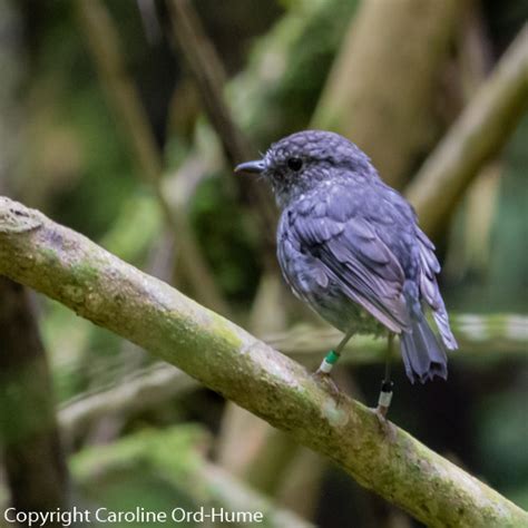 Zealandia Wildlife Sanctuary Wellington Karori Urban Ecosanctuary New ...