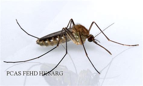 MEJORAMIENTO Y AMPLIACIÓN DEL CONTROL DE VECTORES ENTOMOLOGICOS EN EL ...