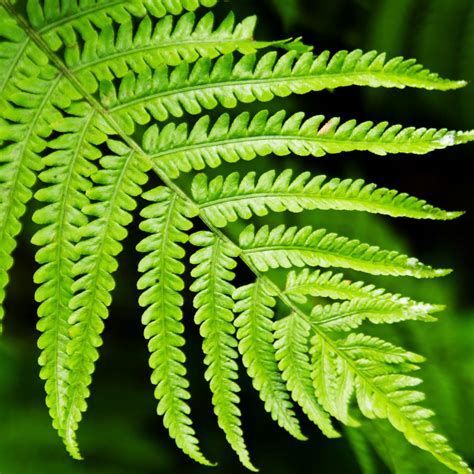 Greens Tree Fern | Upstate Flower Market