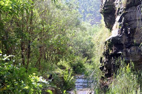 Riparian forest in process of ecological restoration after coal mining ...