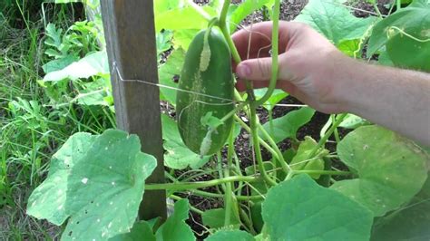 Harvesting Cucumbers - YouTube